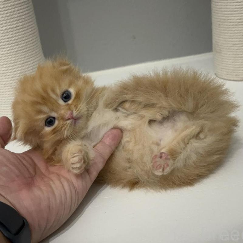 販売中の福岡県のマンチカン(短足)-130922の1枚目