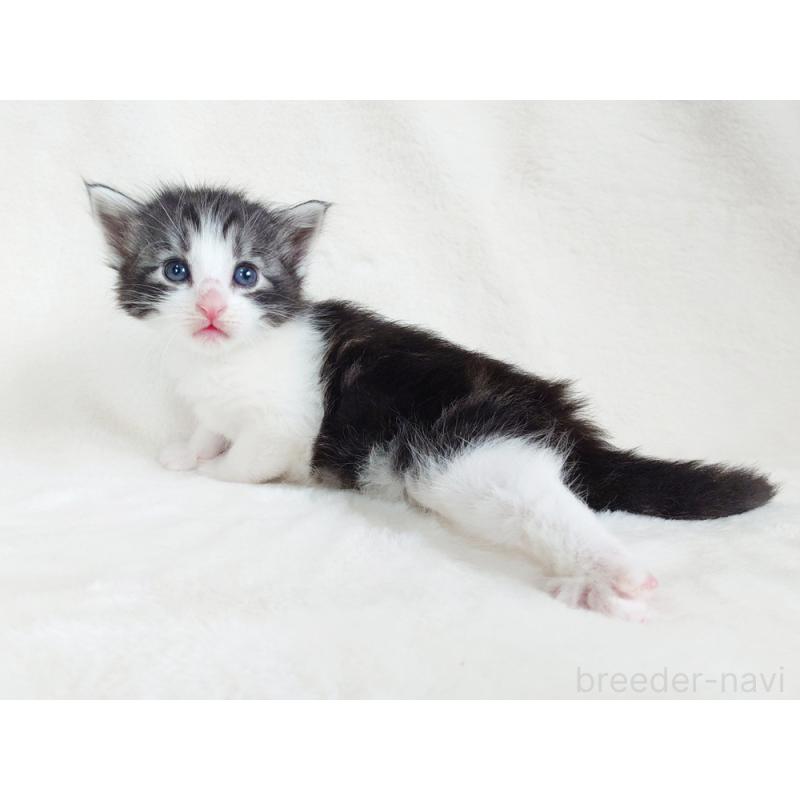 販売中の東京都のノルウェージャンフォレストキャット-130923の6枚目