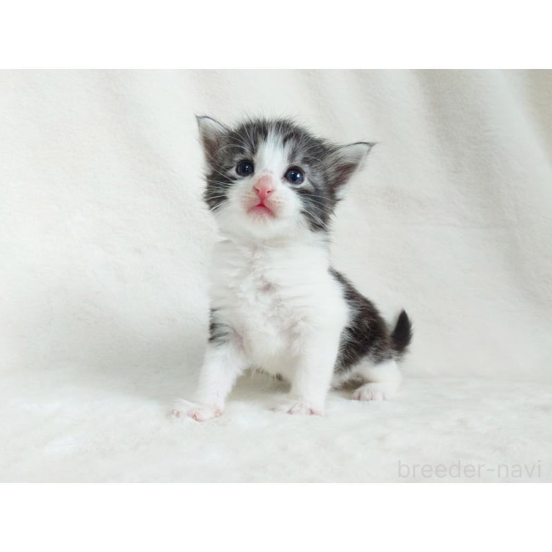 販売中の東京都のノルウェージャンフォレストキャット-130923の4枚目