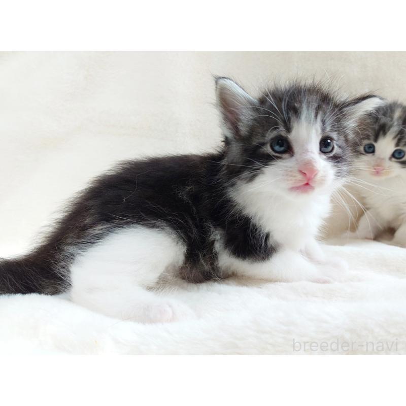 販売中の東京都のノルウェージャンフォレストキャット-130923の2枚目