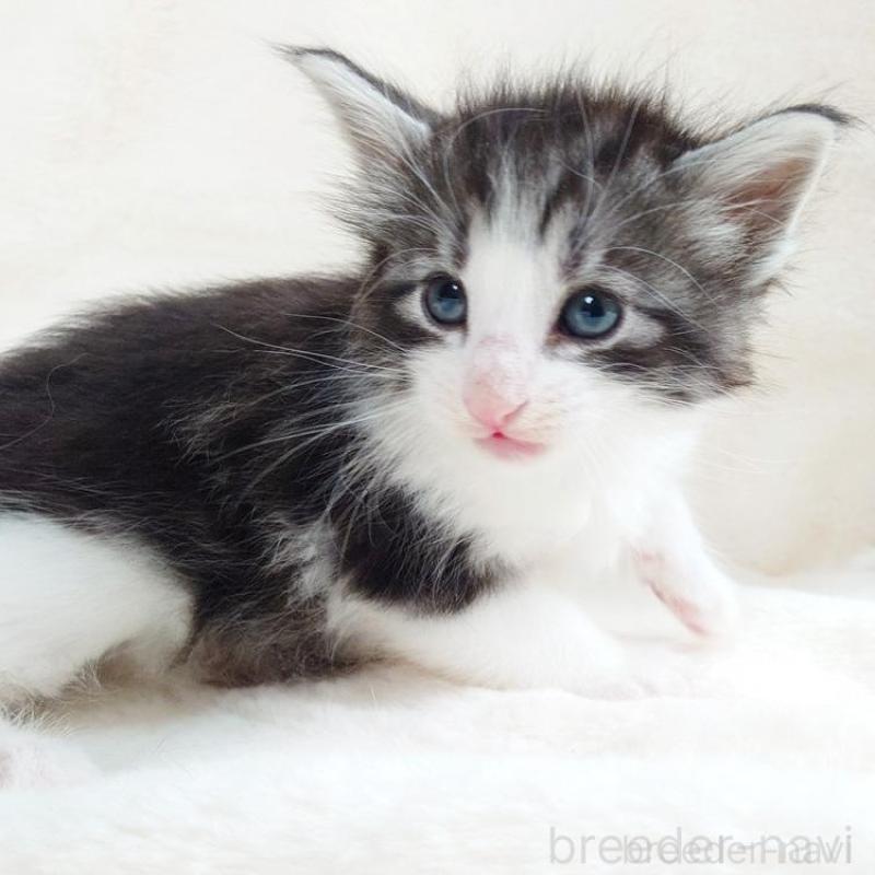 販売中の東京都のノルウェージャンフォレストキャット-130923の1枚目