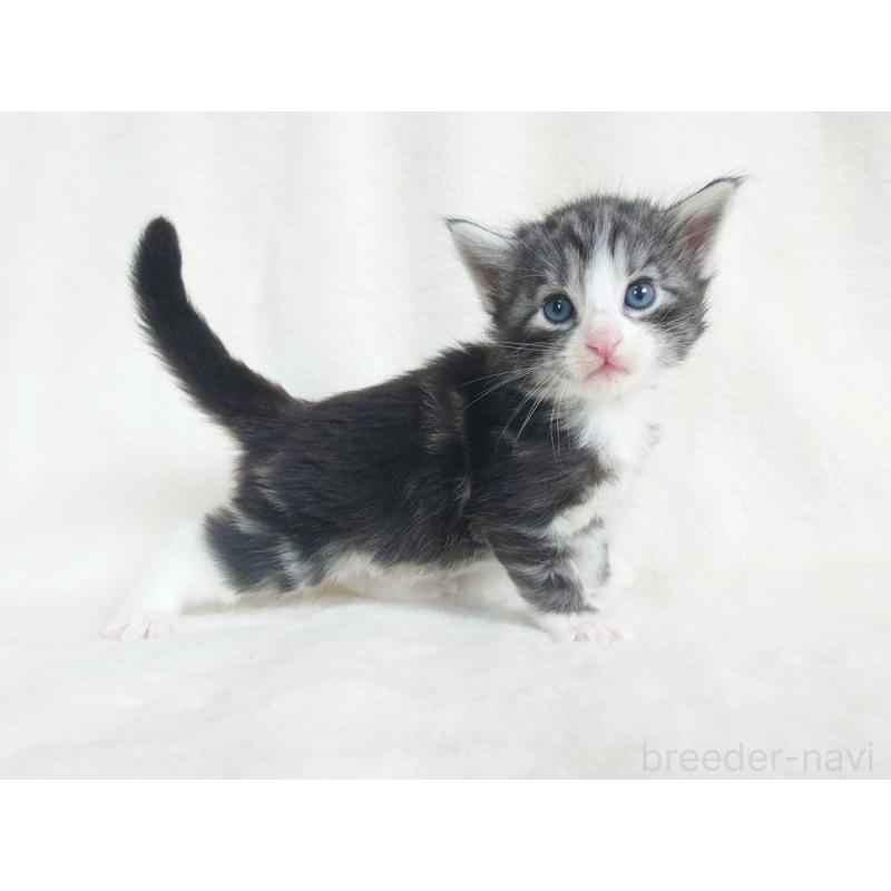 販売中の東京都のノルウェージャンフォレストキャット-130924の6枚目