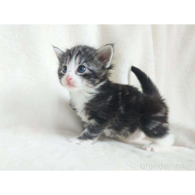 販売中の東京都のノルウェージャンフォレストキャット-130924の5枚目