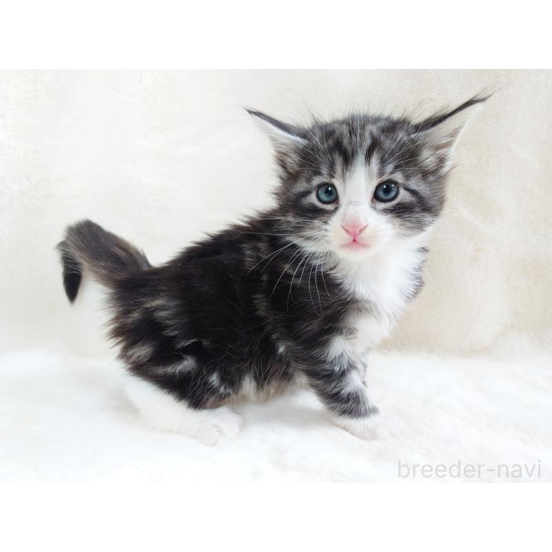 販売中の東京都のノルウェージャンフォレストキャット-130924の4枚目