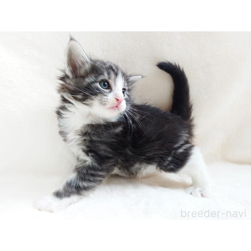 販売中の東京都のノルウェージャンフォレストキャット-130924の3枚目