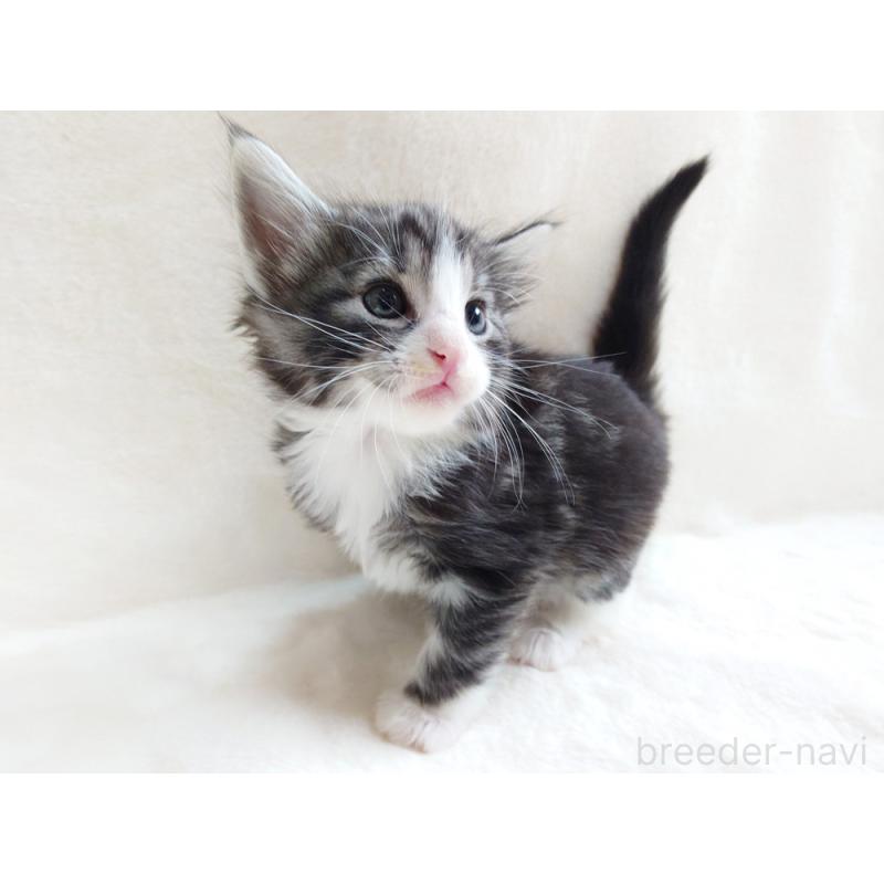 販売中の東京都のノルウェージャンフォレストキャット-130924の2枚目