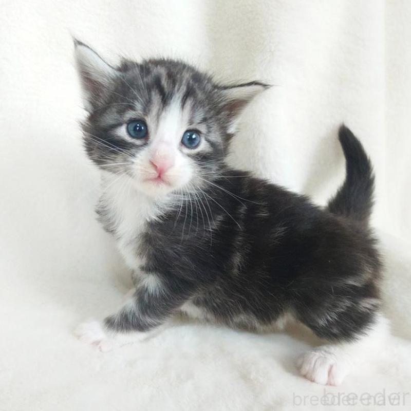 販売中の東京都のノルウェージャンフォレストキャット-130924の1枚目