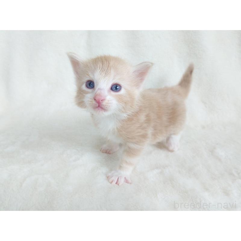 販売中の東京都のノルウェージャンフォレストキャット-130925の6枚目