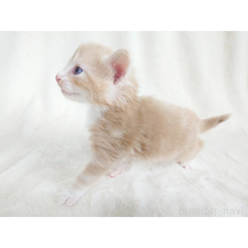 販売中の東京都のノルウェージャンフォレストキャット-130925の5枚目