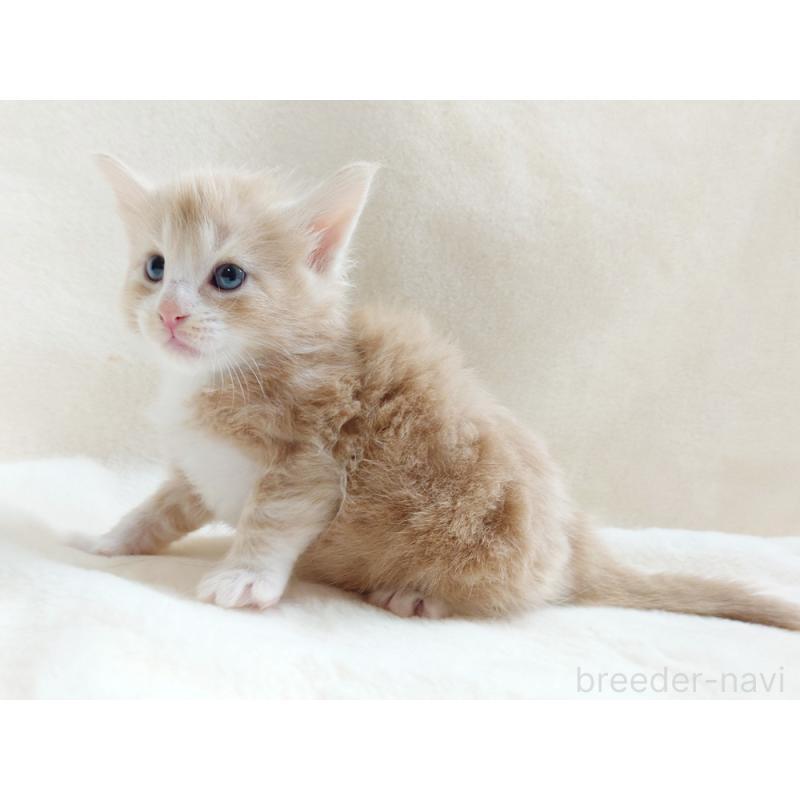 販売中の東京都のノルウェージャンフォレストキャット-130925の3枚目