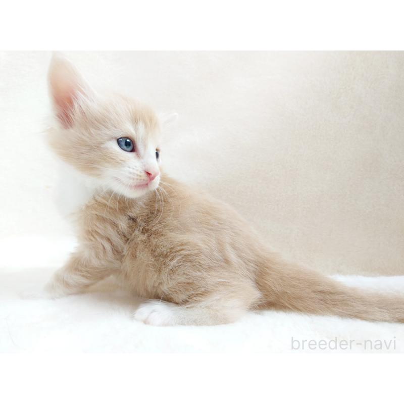 販売中の東京都のノルウェージャンフォレストキャット-130925の2枚目