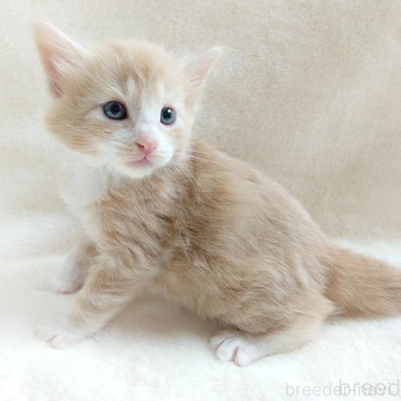 販売中の東京都のノルウェージャンフォレストキャット-130925