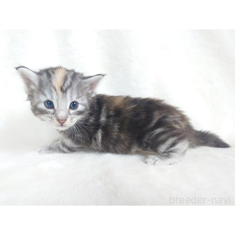 販売中の東京都のノルウェージャンフォレストキャット-130926の6枚目