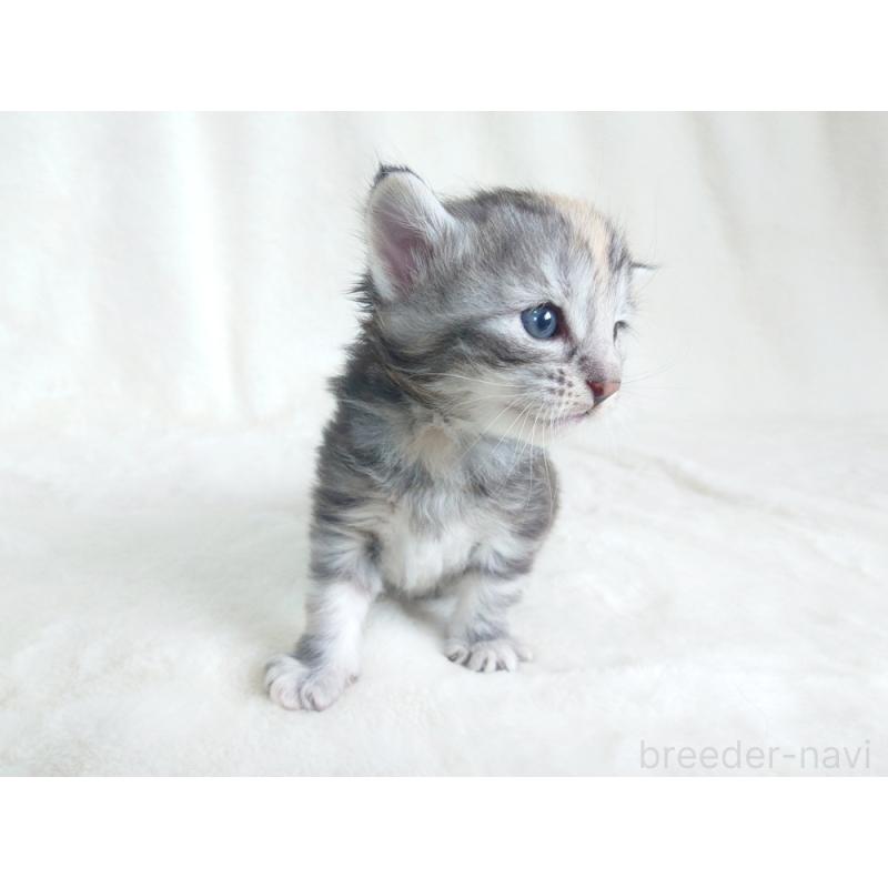 販売中の東京都のノルウェージャンフォレストキャット-130926の4枚目