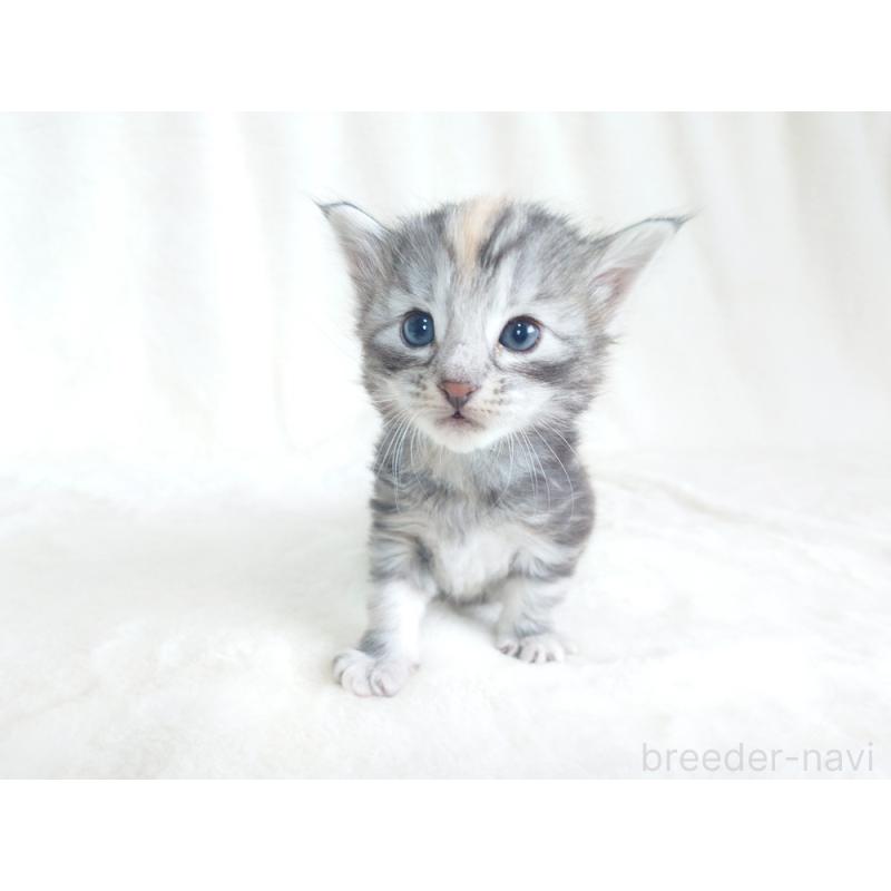 販売中の東京都のノルウェージャンフォレストキャット-130926の5枚目