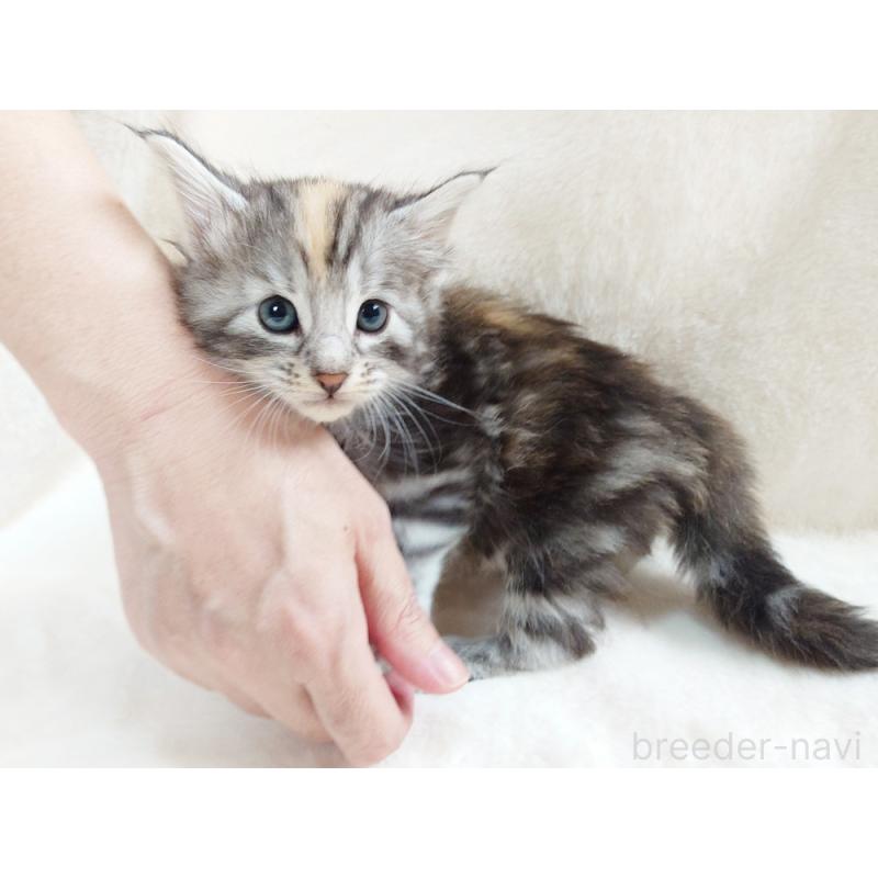 販売中の東京都のノルウェージャンフォレストキャット-130926の3枚目
