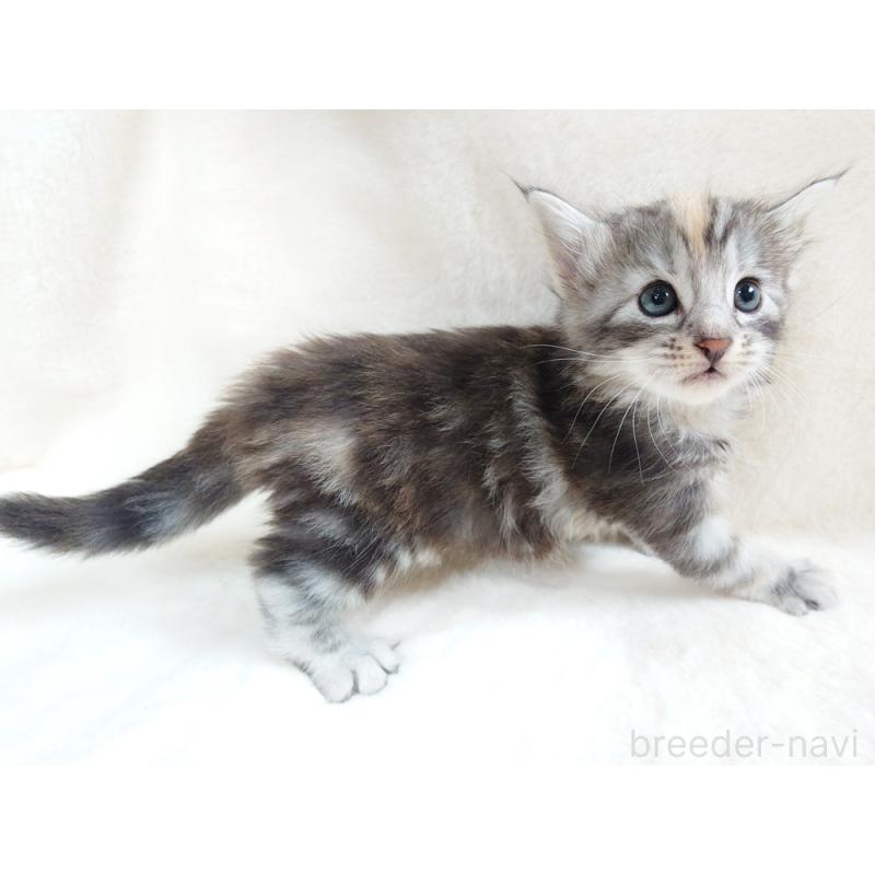 販売中の東京都のノルウェージャンフォレストキャット-130926の2枚目