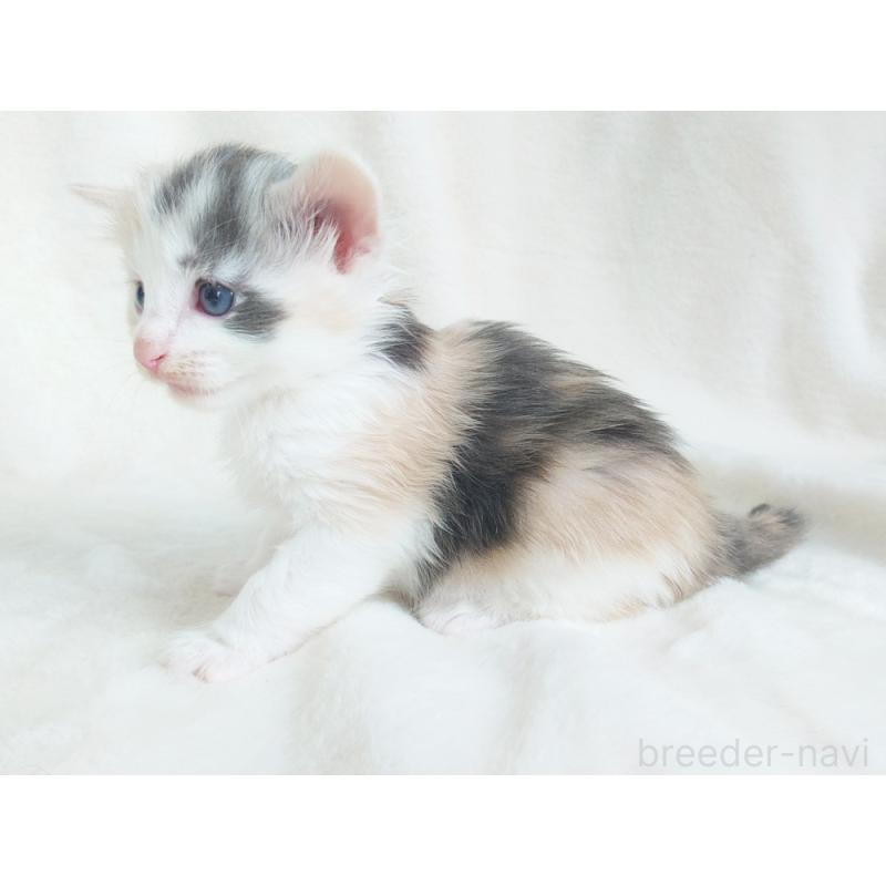 販売中の東京都のノルウェージャンフォレストキャット-130927の6枚目