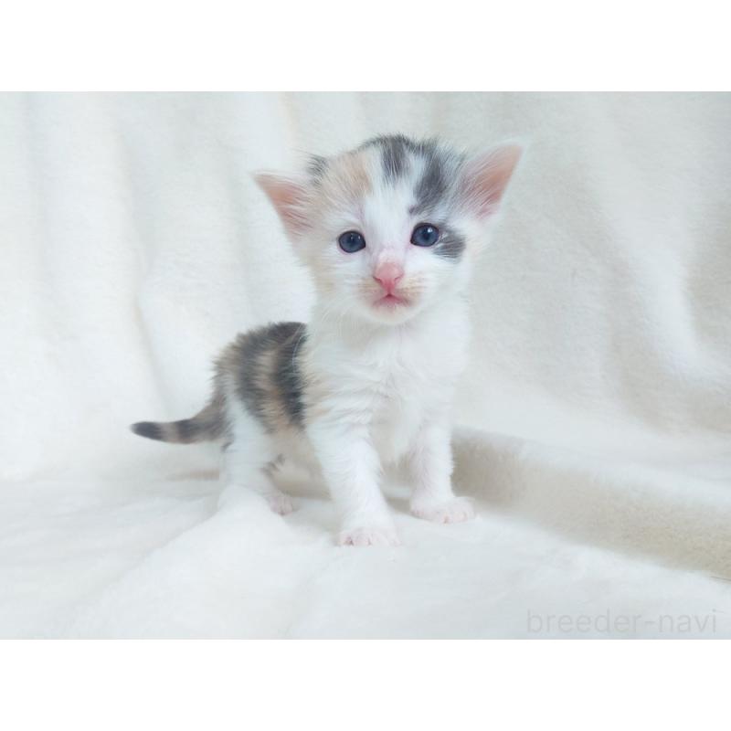 販売中の東京都のノルウェージャンフォレストキャット-130927の4枚目