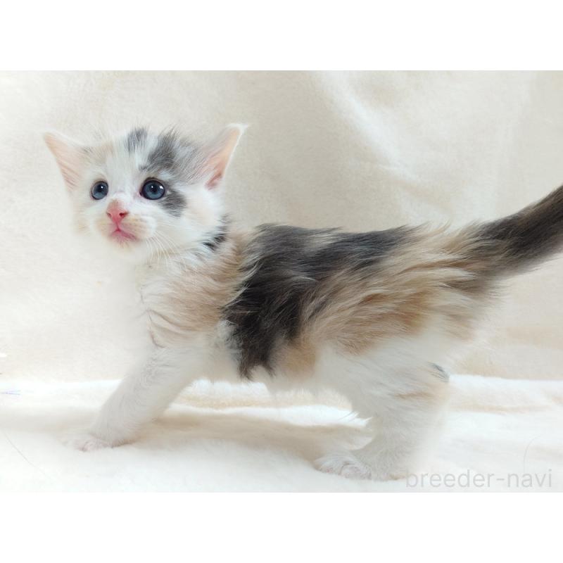 販売中の東京都のノルウェージャンフォレストキャット-130927の2枚目