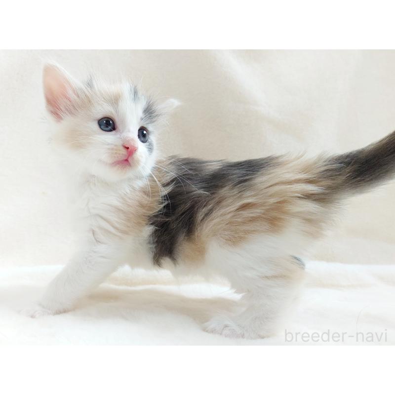 販売中の東京都のノルウェージャンフォレストキャット-130927の3枚目