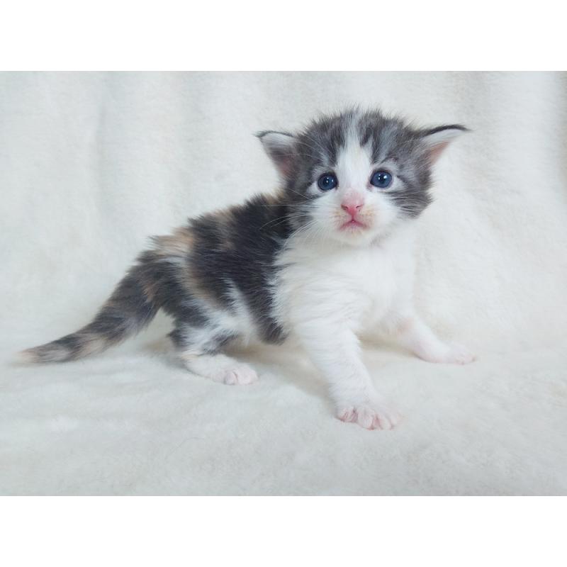 販売中の東京都のノルウェージャンフォレストキャット-130928の6枚目