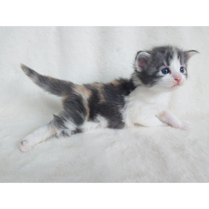 販売中の東京都のノルウェージャンフォレストキャット-130928の5枚目