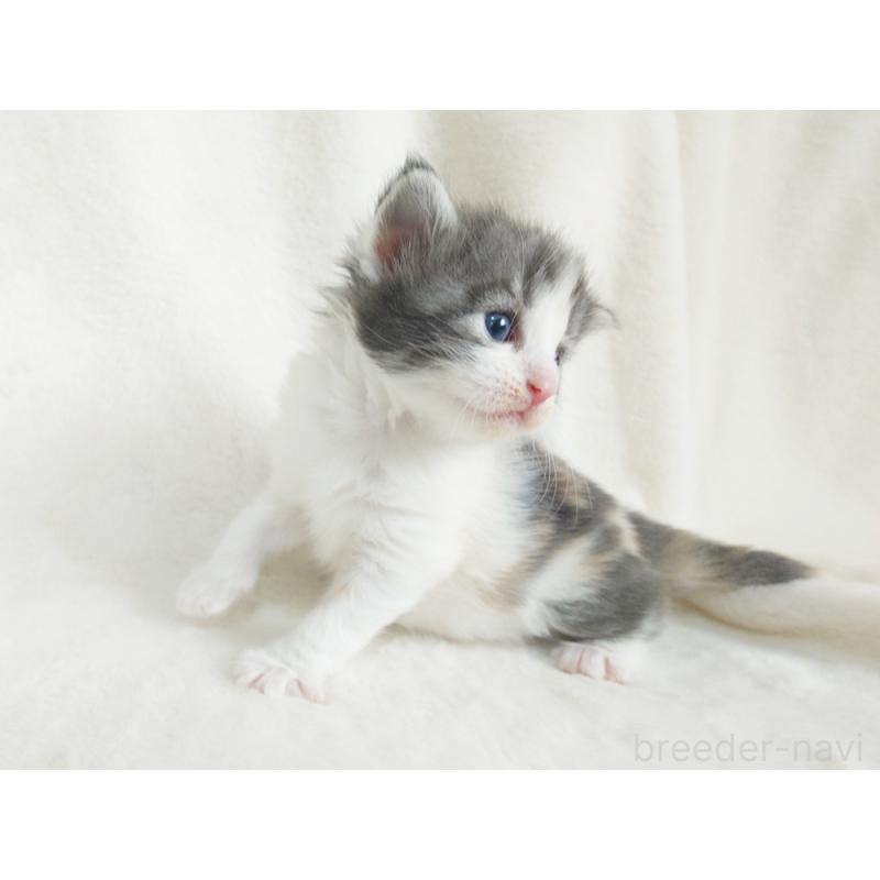 販売中の東京都のノルウェージャンフォレストキャット-130928の4枚目