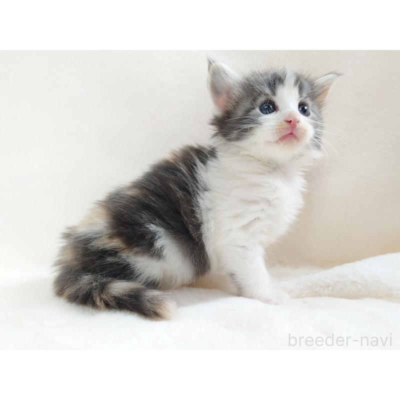 販売中の東京都のノルウェージャンフォレストキャット-130928の3枚目
