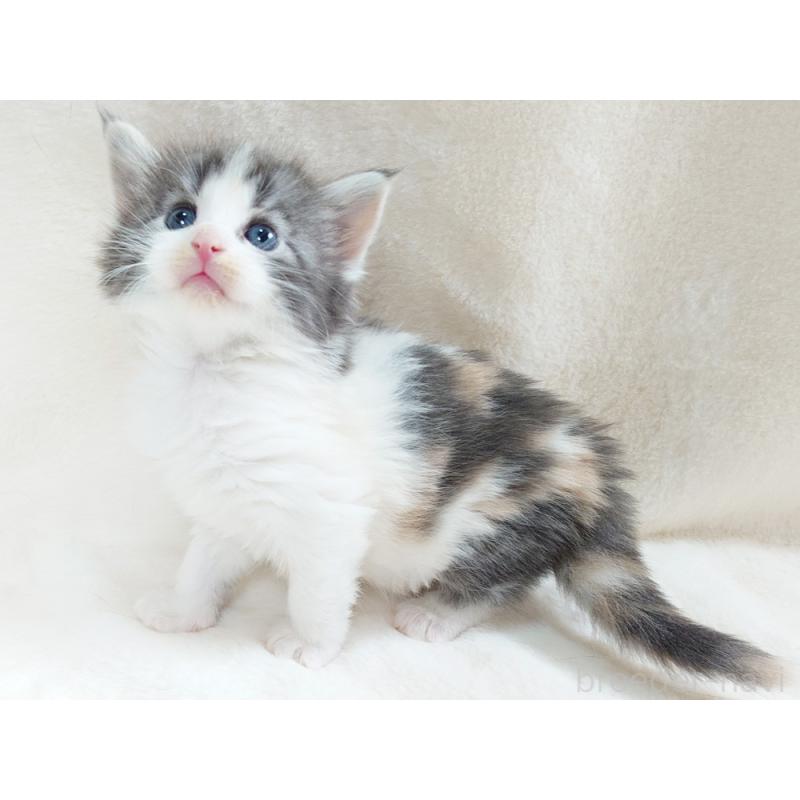 販売中の東京都のノルウェージャンフォレストキャット-130928の2枚目