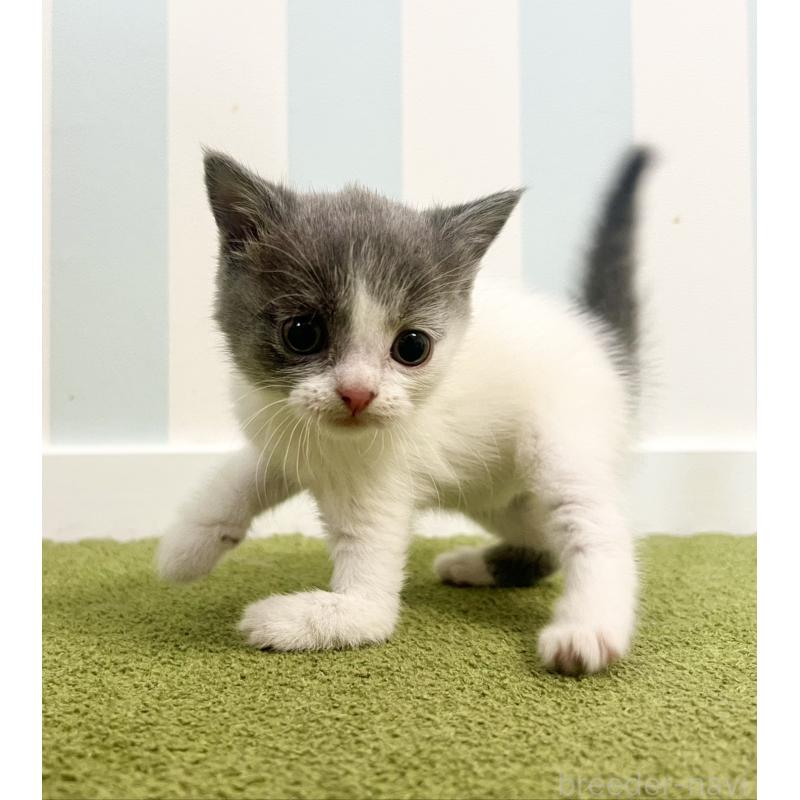 販売中の東京都のブリティッシュショートヘア-130929の3枚目