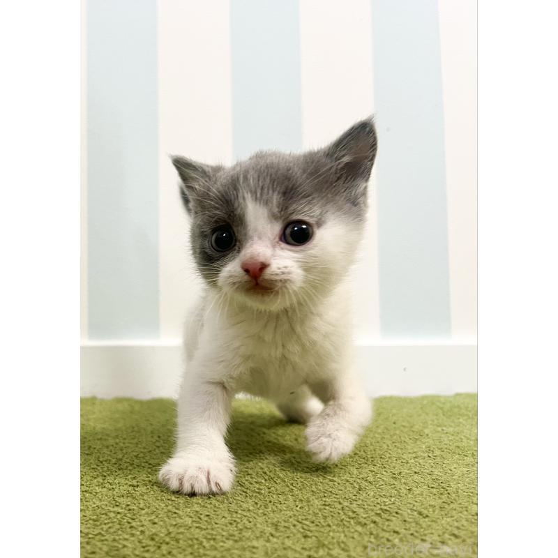 販売中の東京都のブリティッシュショートヘア-130929の2枚目