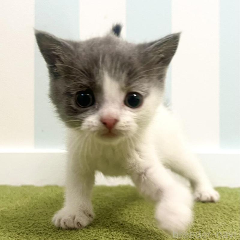 販売中の東京都のブリティッシュショートヘア-130929の1枚目