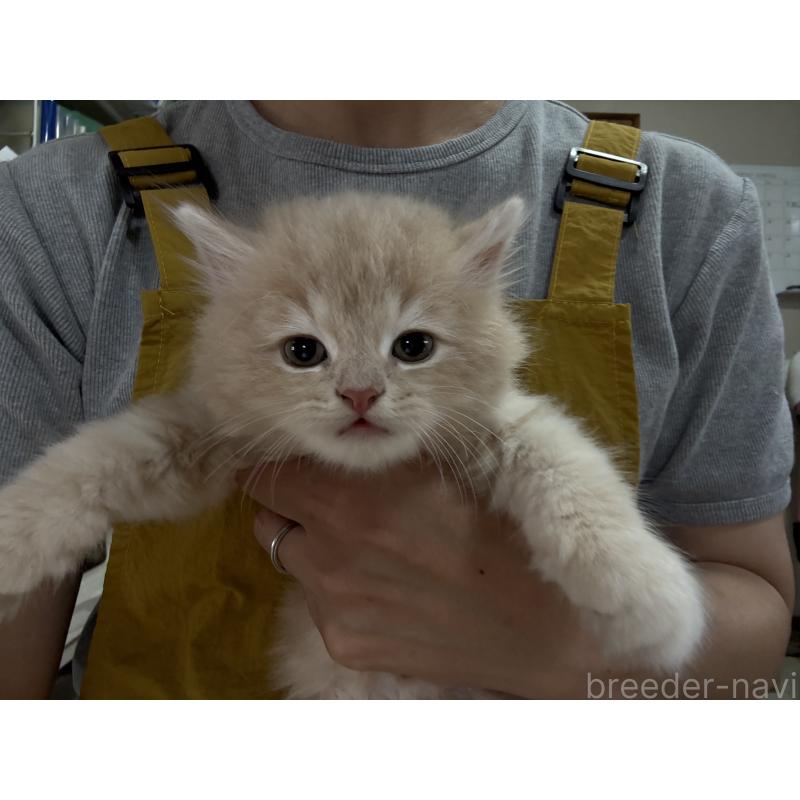 販売中の広島県のミヌエット-128355の10枚目