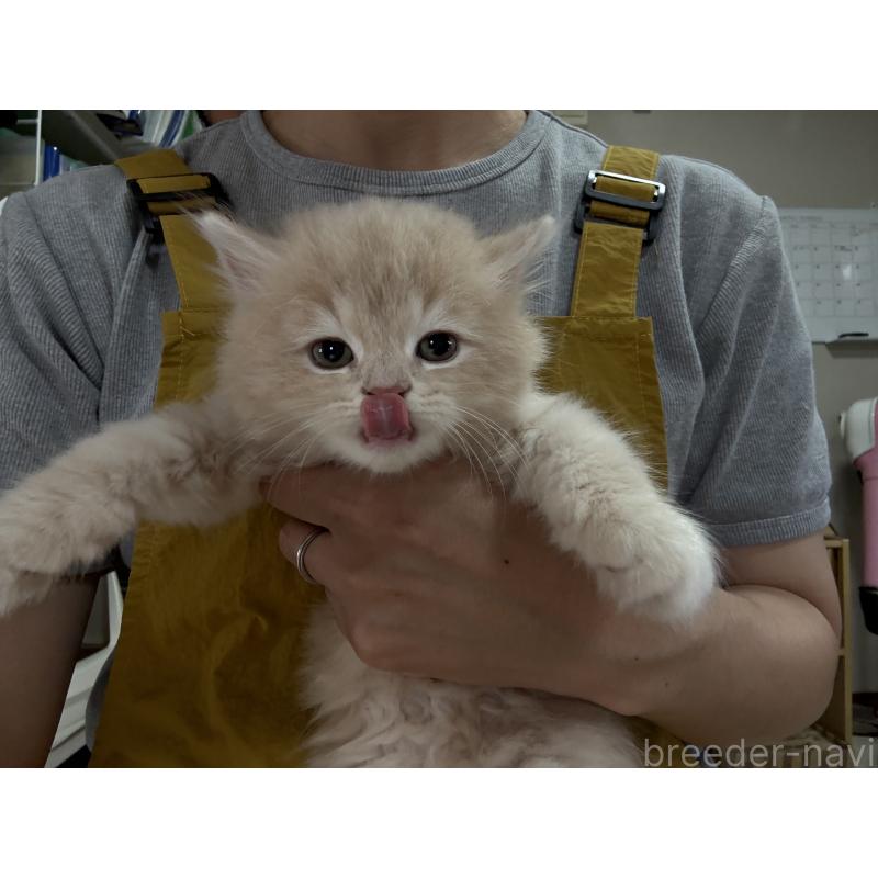 販売中の広島県のミヌエット-128355の9枚目