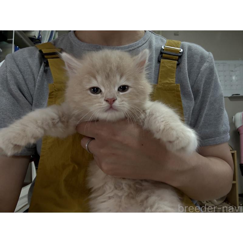 販売中の広島県のミヌエット-128355の8枚目