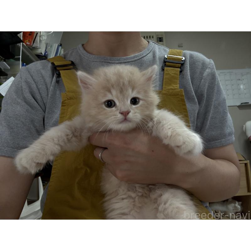 販売中の広島県のミヌエット-128355の7枚目