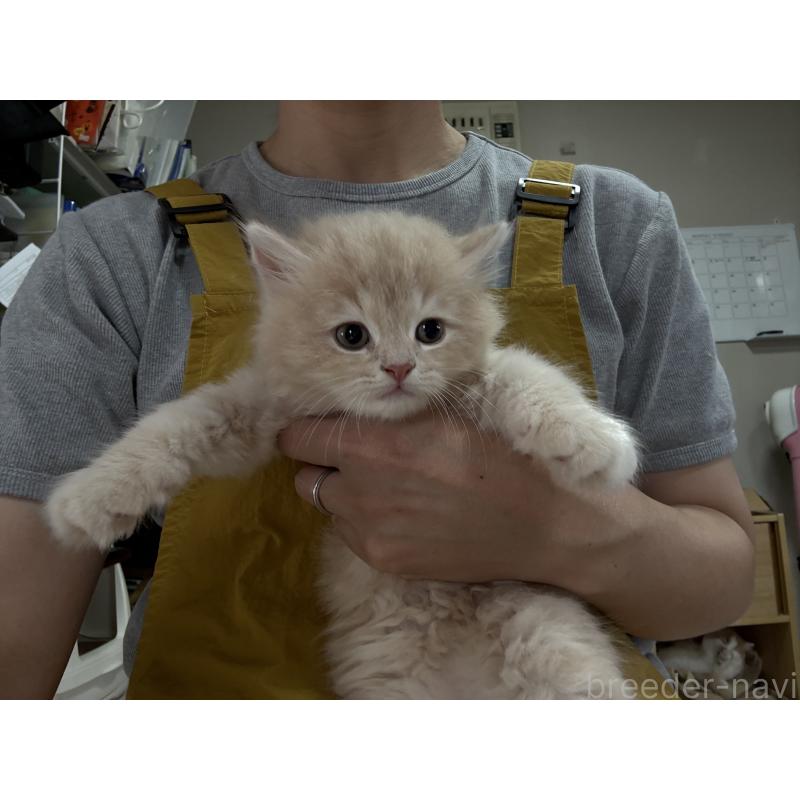 販売中の広島県のミヌエット-128355の6枚目