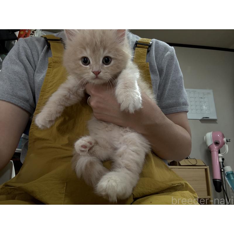 販売中の広島県のミヌエット-128355の5枚目