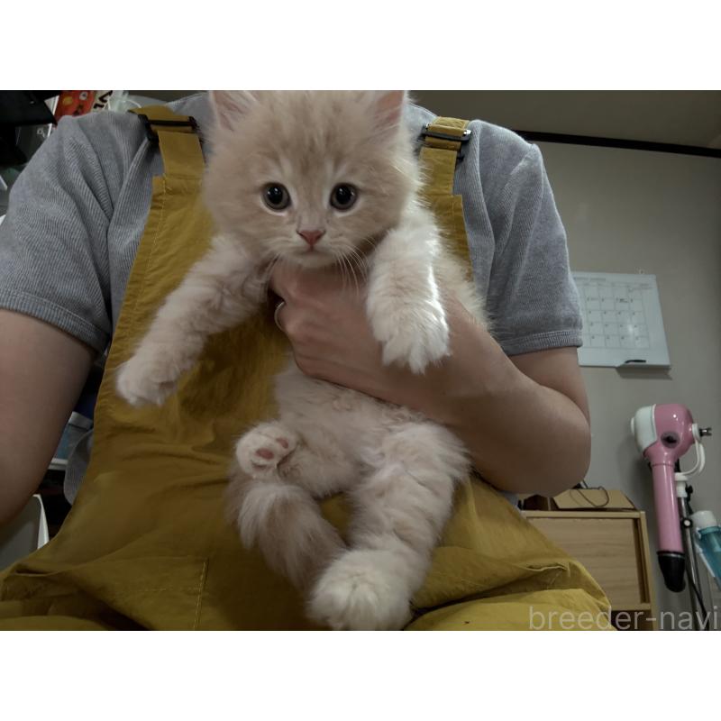 販売中の広島県のミヌエット-128355の4枚目