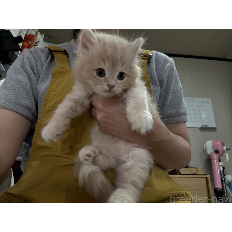 販売中の広島県のミヌエット-128355の3枚目