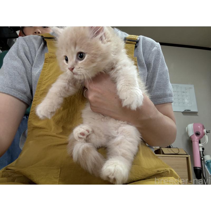 販売中の広島県のミヌエット-128355の2枚目