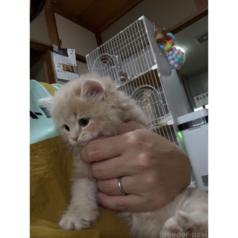 販売中の広島県のミヌエット-128353の13枚目