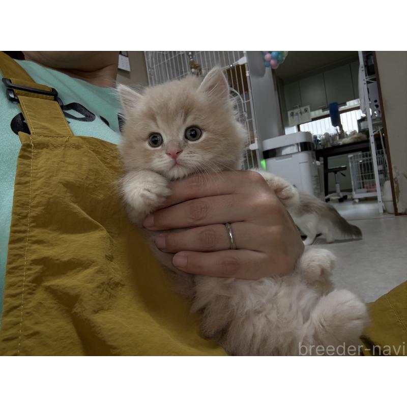 販売中の広島県のミヌエット-128353の12枚目