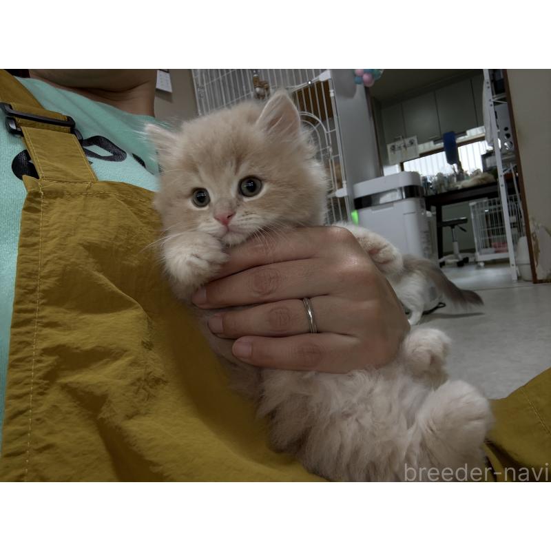 販売中の広島県のミヌエット-128353の11枚目