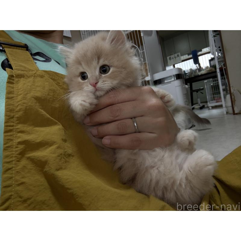 販売中の広島県のミヌエット-128353の10枚目