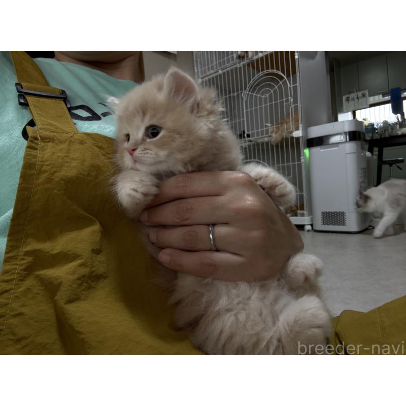 販売中の広島県のミヌエット-128353の8枚目