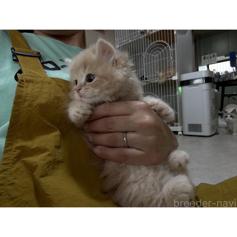 販売中の広島県のミヌエット-128353の7枚目