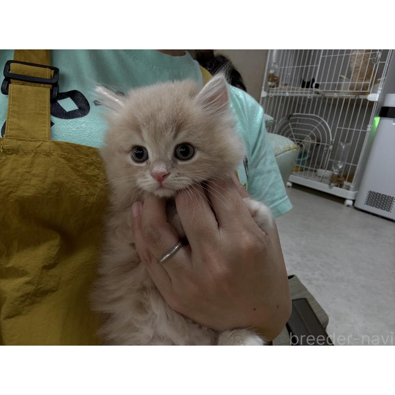 販売中の広島県のミヌエット-128353の6枚目