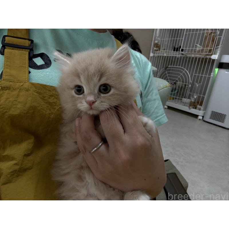 販売中の広島県のミヌエット-128353の5枚目